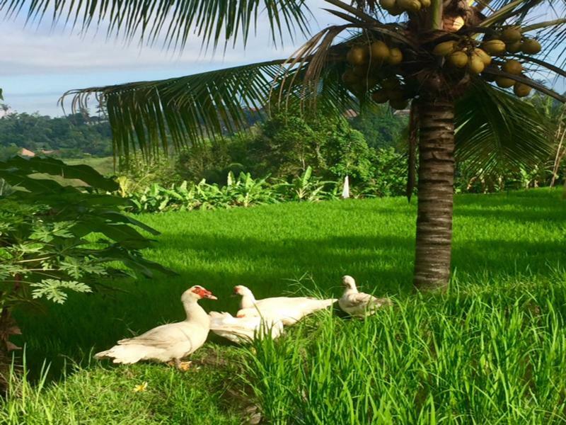 Bisma Cottages Ubud Esterno foto
