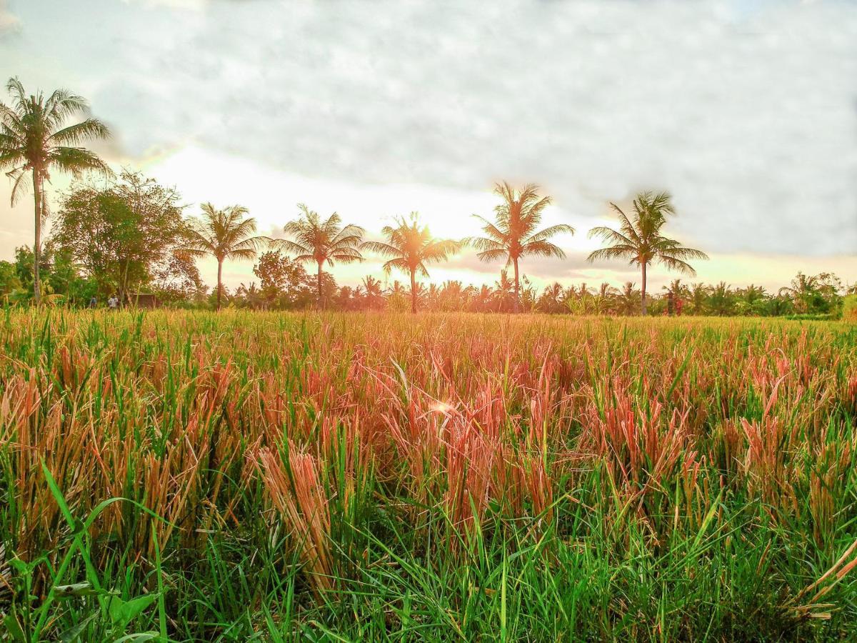 Bisma Cottages Ubud Esterno foto